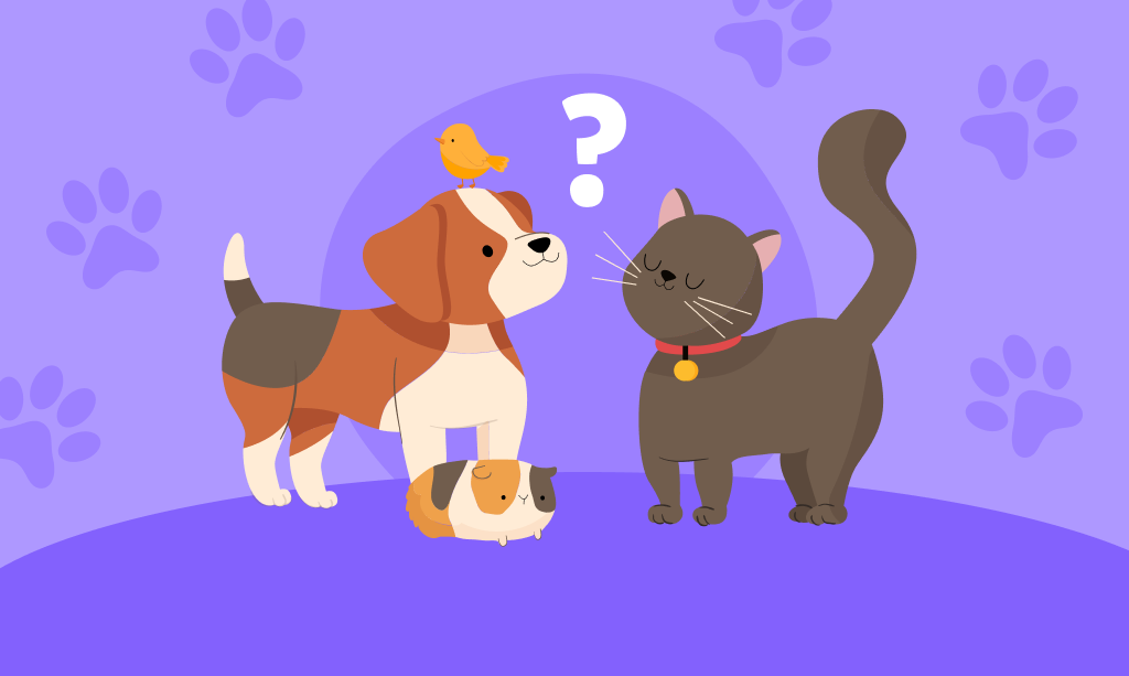 Evcil hayvanlar, kedi ve köpek, soru işareti, çocuklar için hayvanlar hakkında bilmeceler