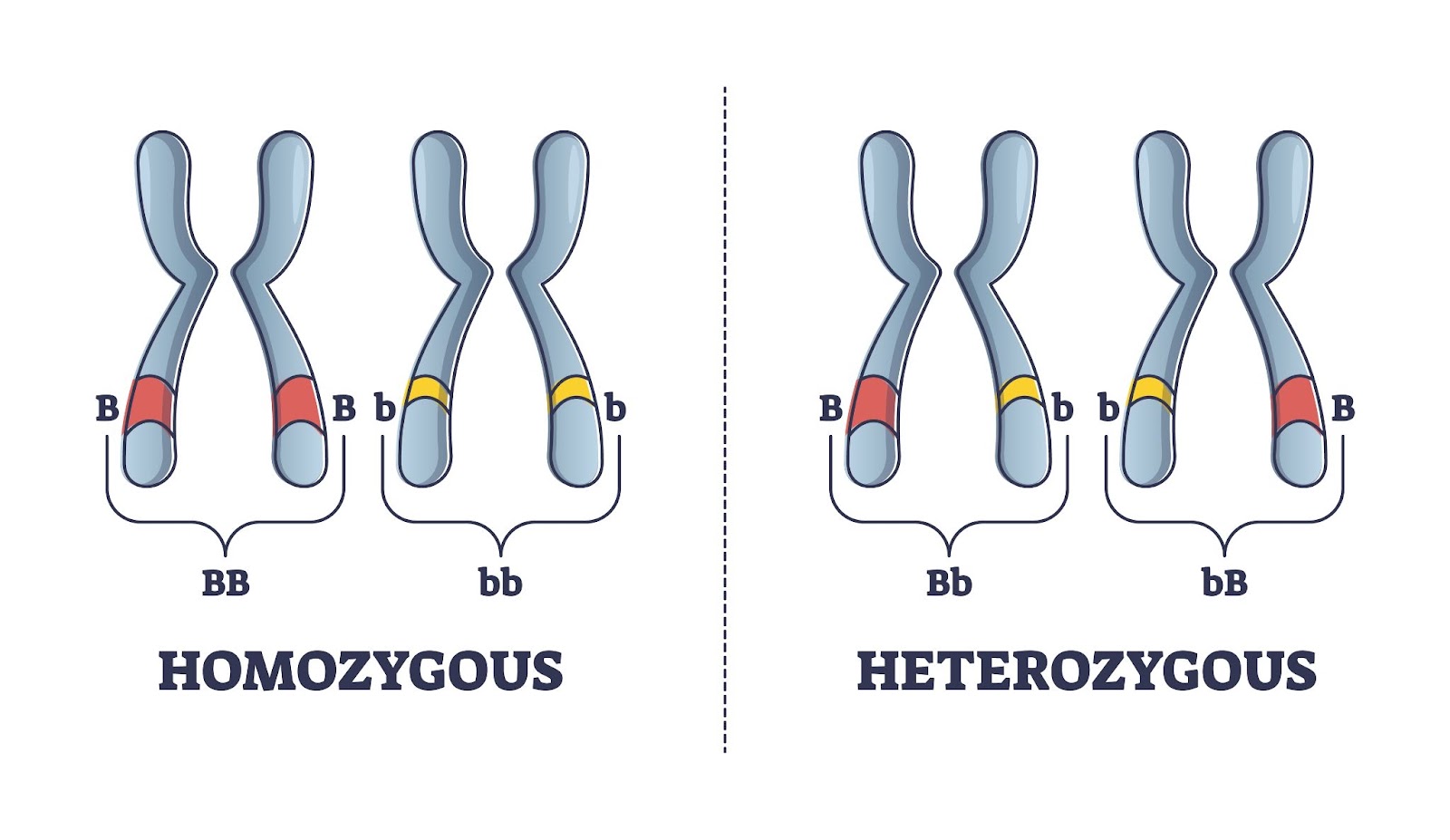 Heterozigot ve homozigot ebeveyn gen farklılıkları karşılaştırma anahat diyagramı.