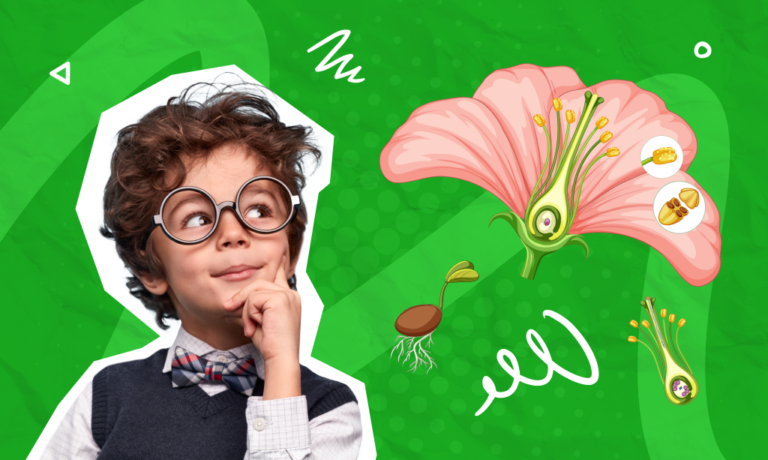 Çiçekli bitkilerin kısımları ve görevlerini keşfedelim! 